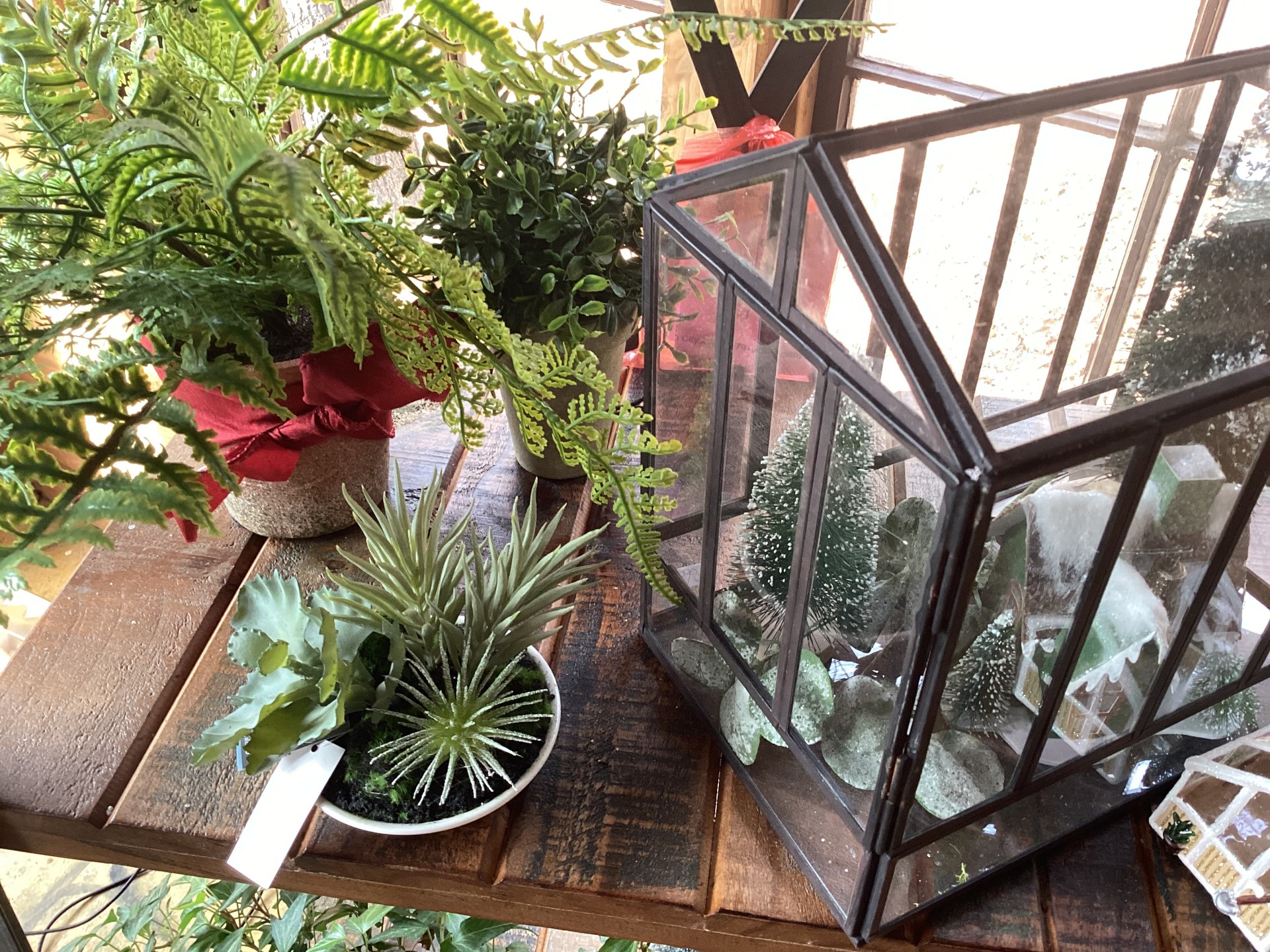 Decorative plants and glass lantern on a rustic wooden shelf